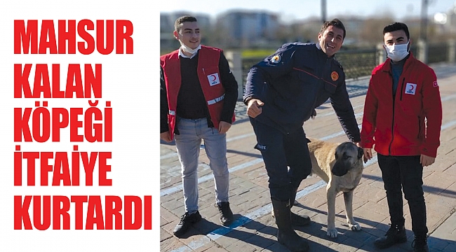Mahsur kalan köpeği itfaiye kurtardı