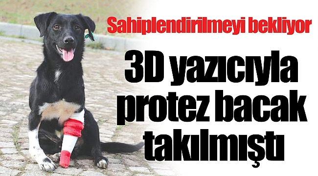 Sahiplendirilmeyi bekliyor