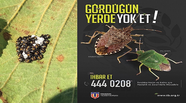 Tehlikeyi 'Samuray arı' yok edecek