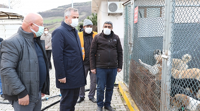 Bafra'da can dostları için hassasiyet