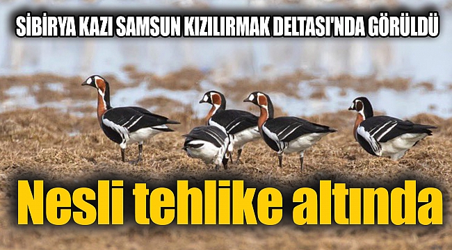 Nesli tehlike altında