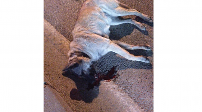 Vicdansız sürücü