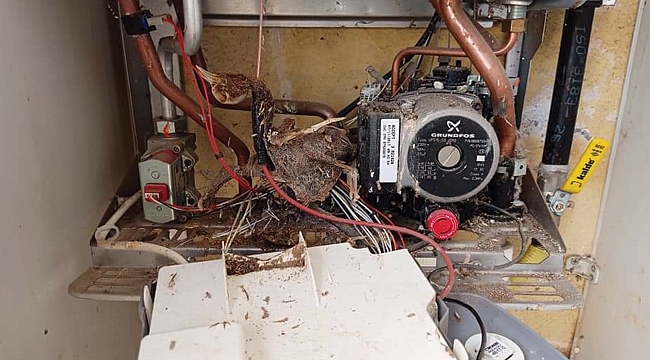 Kombinin içinden çıkan şaşırttı