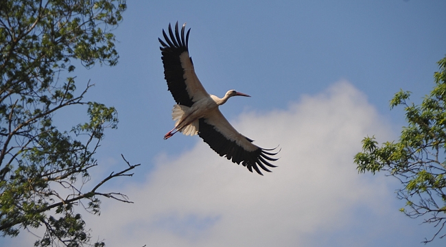 Leylekler deltaya dönmeye başladı