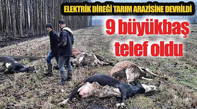 9 büyükbaş telef oldu