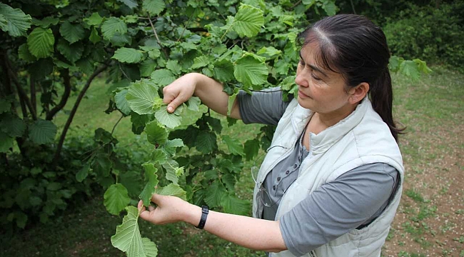 Fındık zararlıları ile mücadele
