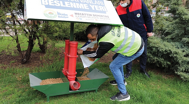 İlkadım’da sokak hayvanları yalnız değil