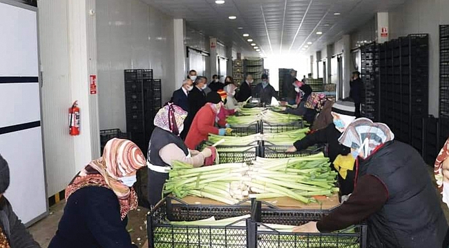 Kış sebzelerine yoğun talep var