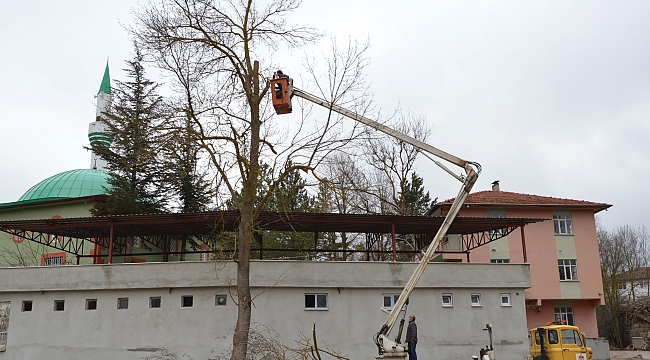 Leylekler için ağaç üzerine platform