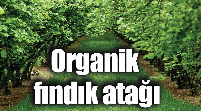Organik fındık atağı
