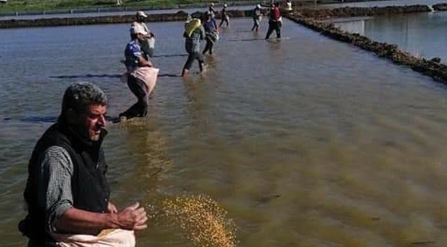 Çeltik tohumları toprakla buluştu
