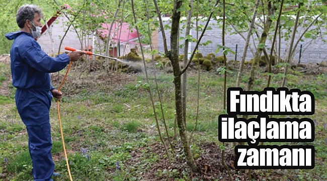 Fındıkta ilaçlama zamanı