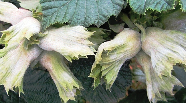 Fındıkta ‘külleme’ uyarısı