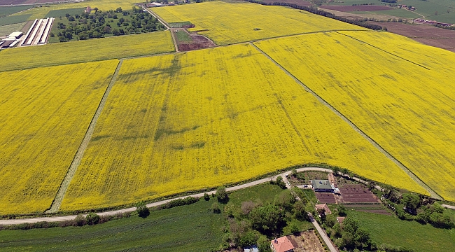 Kanola yetiştiriciliği Samsun'da yaygınlaşıyor