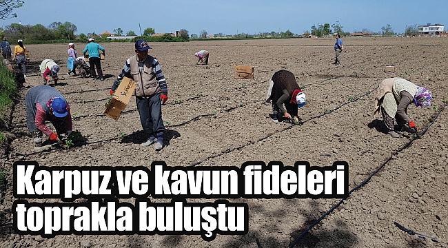 Karpuz ve kavun fideleri toprakla buluştu