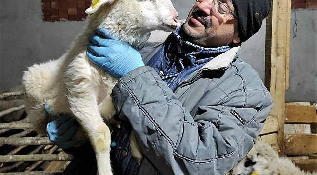 Kavak'ta küçükbaş hayvancılık artıyor