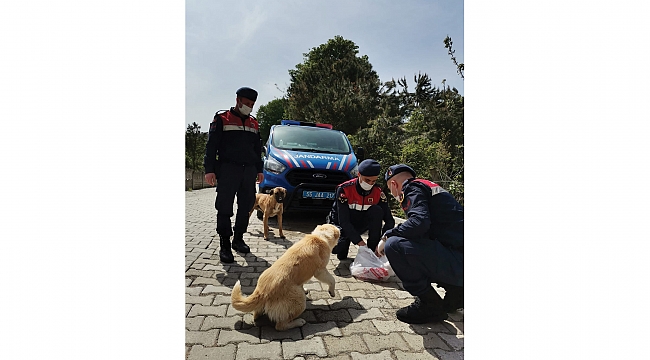 Sokak hayvanlarını jandarma ekipleri besledi