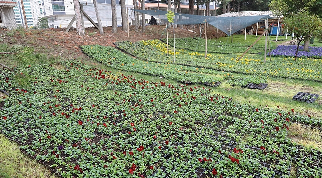 100 bin çiçek toprakla buluştu