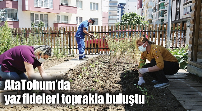 AtaTohum’da yaz fideleri toprakla buluştu 