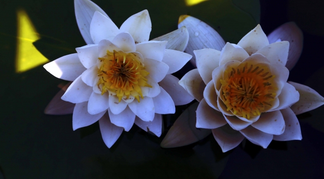 Kızılırmak Deltası'nda açan nilüferler görsel şölen sunuyor