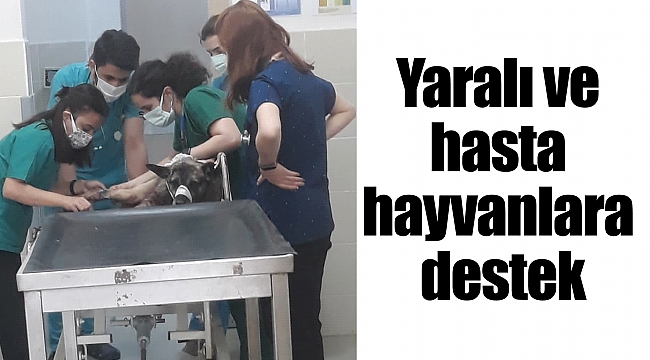 Yaralı ve hasta hayvanlara destek