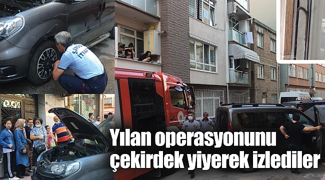Yılan operasyonunu çekirdek yiyerek izlediler