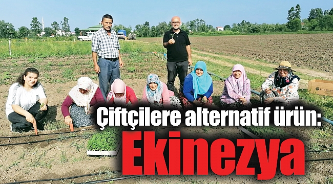 Çiftçilere alternatif ürün: Ekinezya