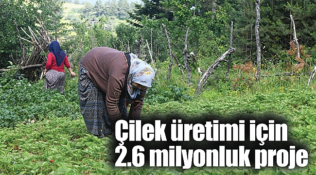 Çilek üretimi için 2.6 milyonluk proje
