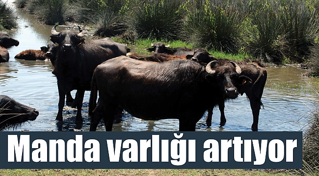 Manda varlığı artıyor