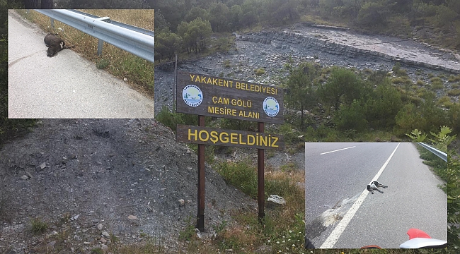 Mesire alanı değil hayvan mezarlığı