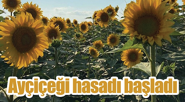 Ayçiçeği hasadı başladı