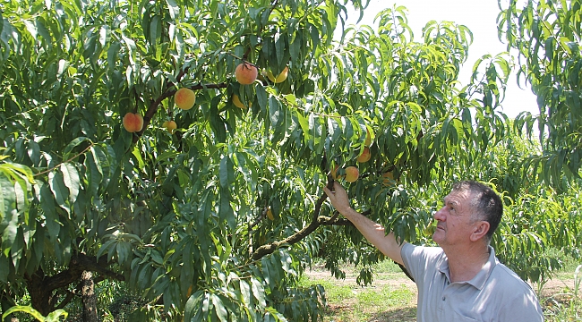 Şeftali yüz güldürdü