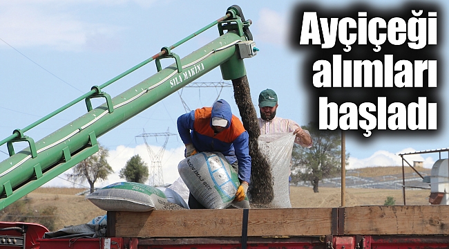 Ayçiçeği alımları başladı
