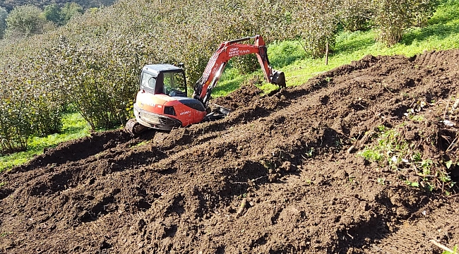 Eski fındık bahçeleri yenileniyor