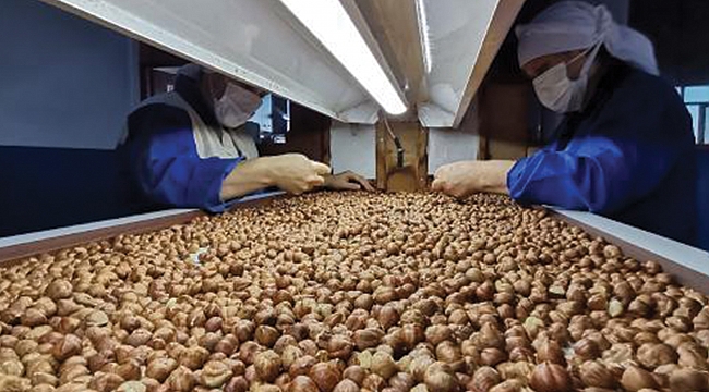 Fındık ihracatı arttı