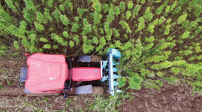 Narlı kenevir hasadı yapıldı