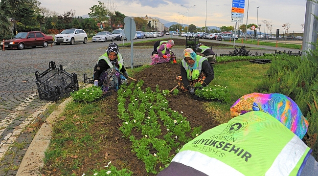 650 bin adet kışlık çiçek dikilecek