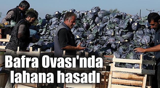 Bafra Ovası'nda lahana hasadı