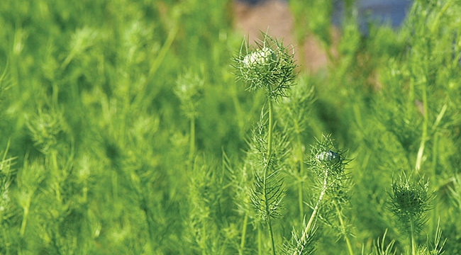 İlaç sanayi için tıbbi çiçek üretiyorlar