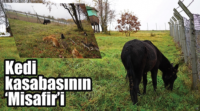Kedi kasabasının ‘Misafir’i