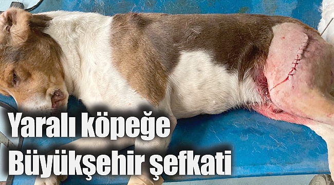 Yaralı köpeğe Büyükşehir şefkati