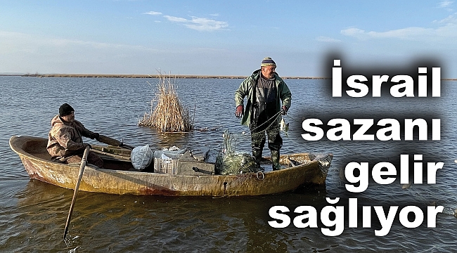İsrail sazanı gelir sağlıyor