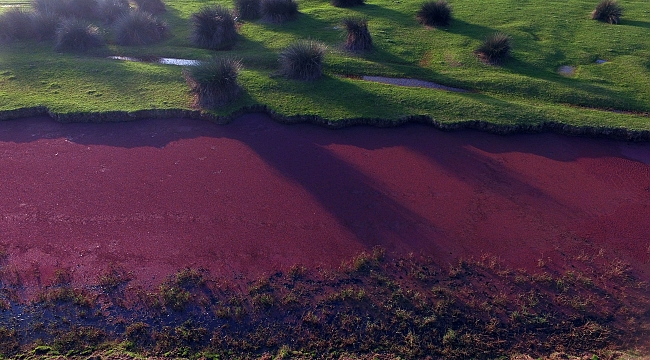 Kızılırmak Deltası kızıla büründü