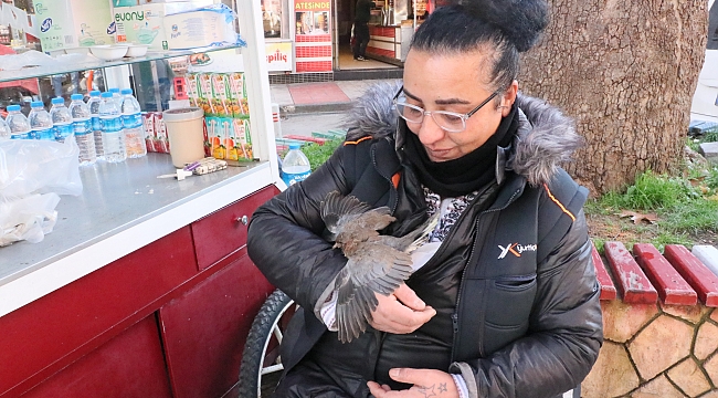 Kumru yavrusunu sahiplendi