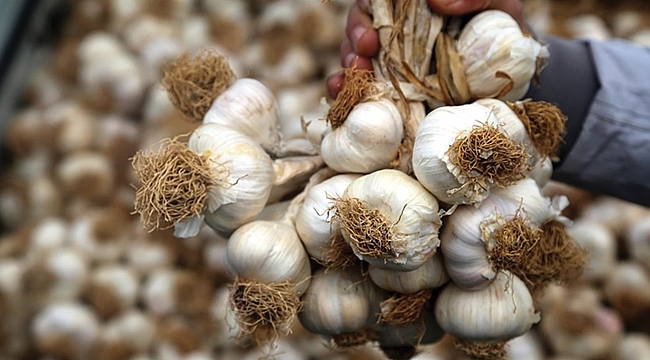 Bağışıklık sistemini güçlendiriyor