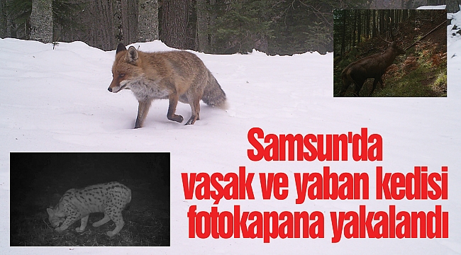 Samsun'da vaşak ve yaban kedisi fotokapana yakalandı
