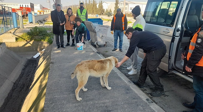 Sokak canlıları yalnız değil