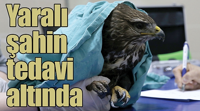 Yaralı şahin tedavi altında