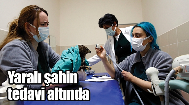 Yaralı şahin tedavi altında