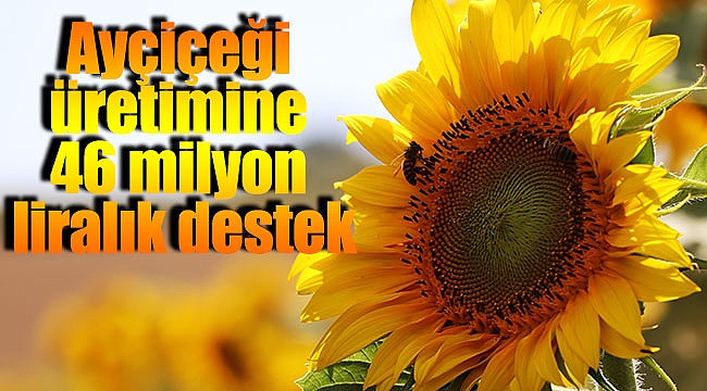 Ayçiçeği üretimine 46 milyon liralık destek